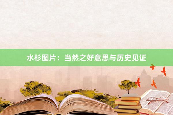 水杉图片:当然之好意思与历史见证